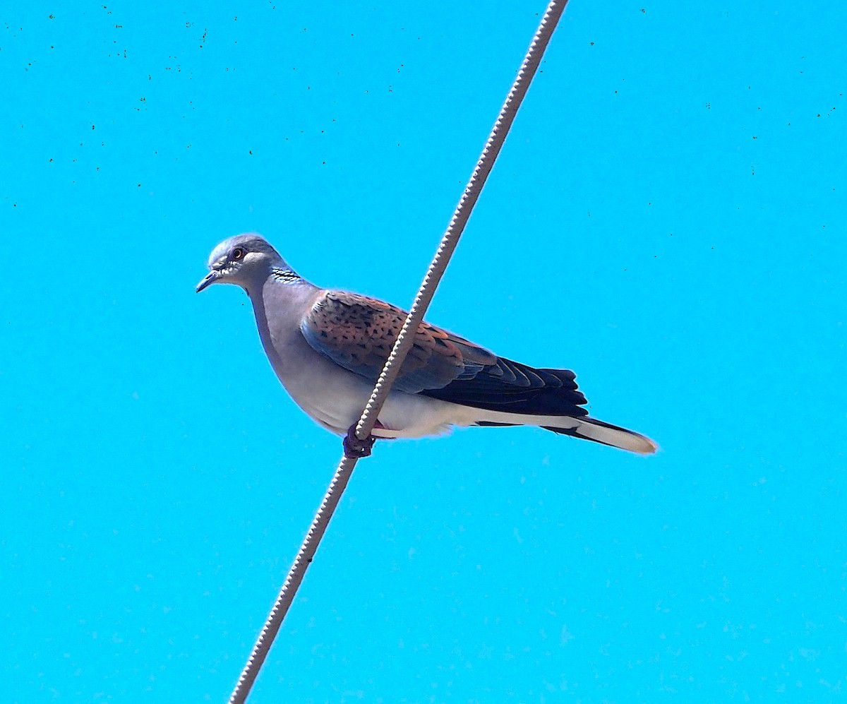 European Turtle-Dove - ML646169902
