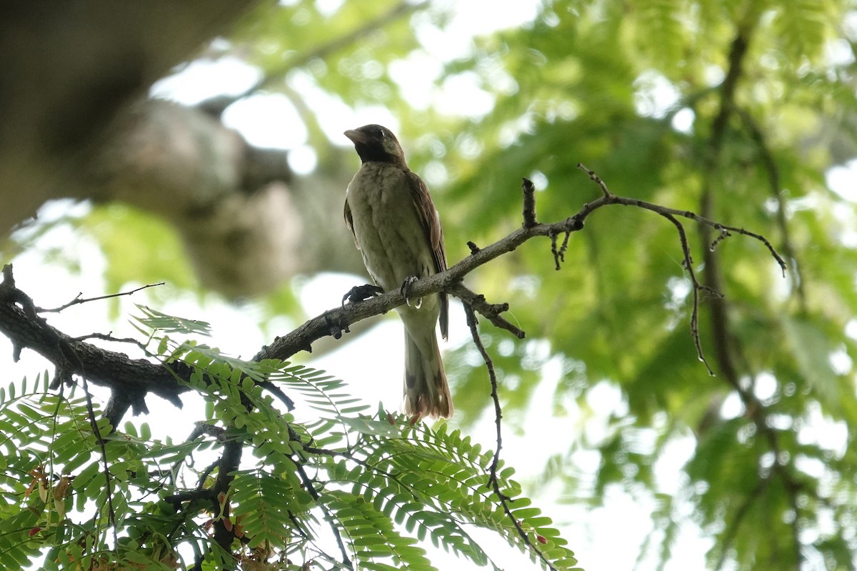 Greater Honeyguide - ML646169915