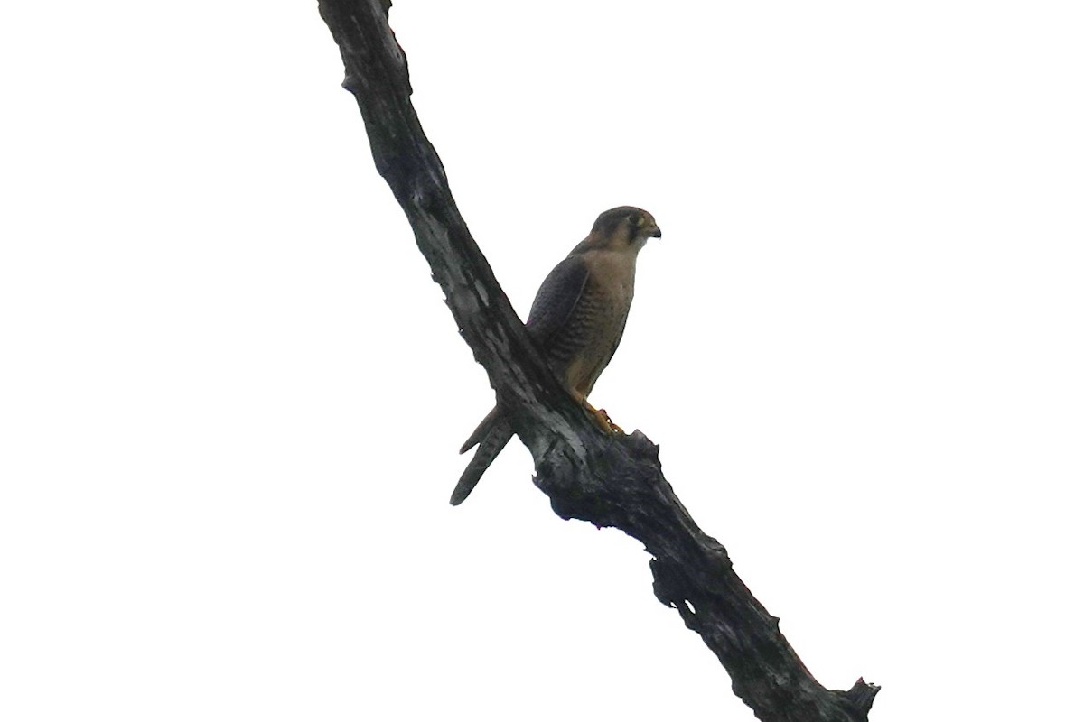 Red-necked Falcon - ML646169917