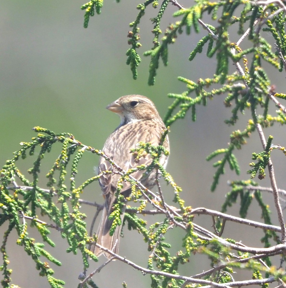 Corn Bunting - ML646169923