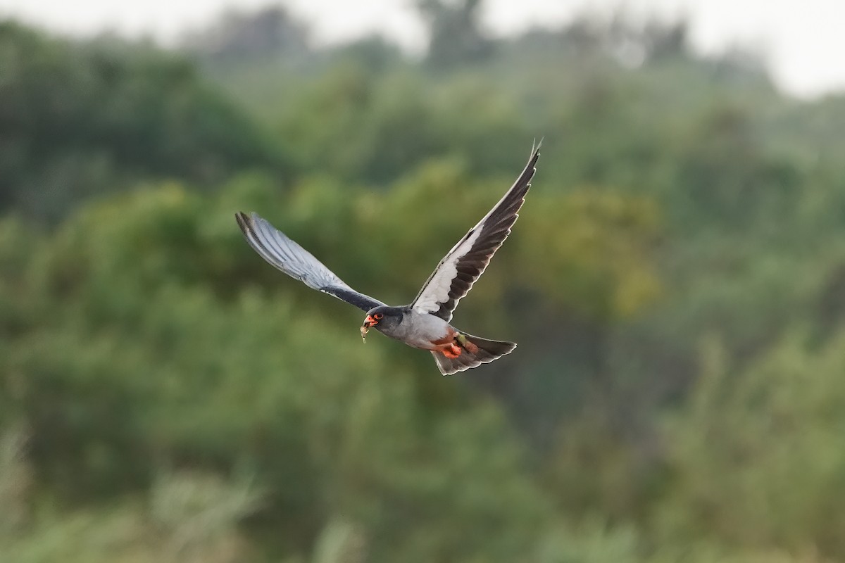 Amur Falcon - ML646169925
