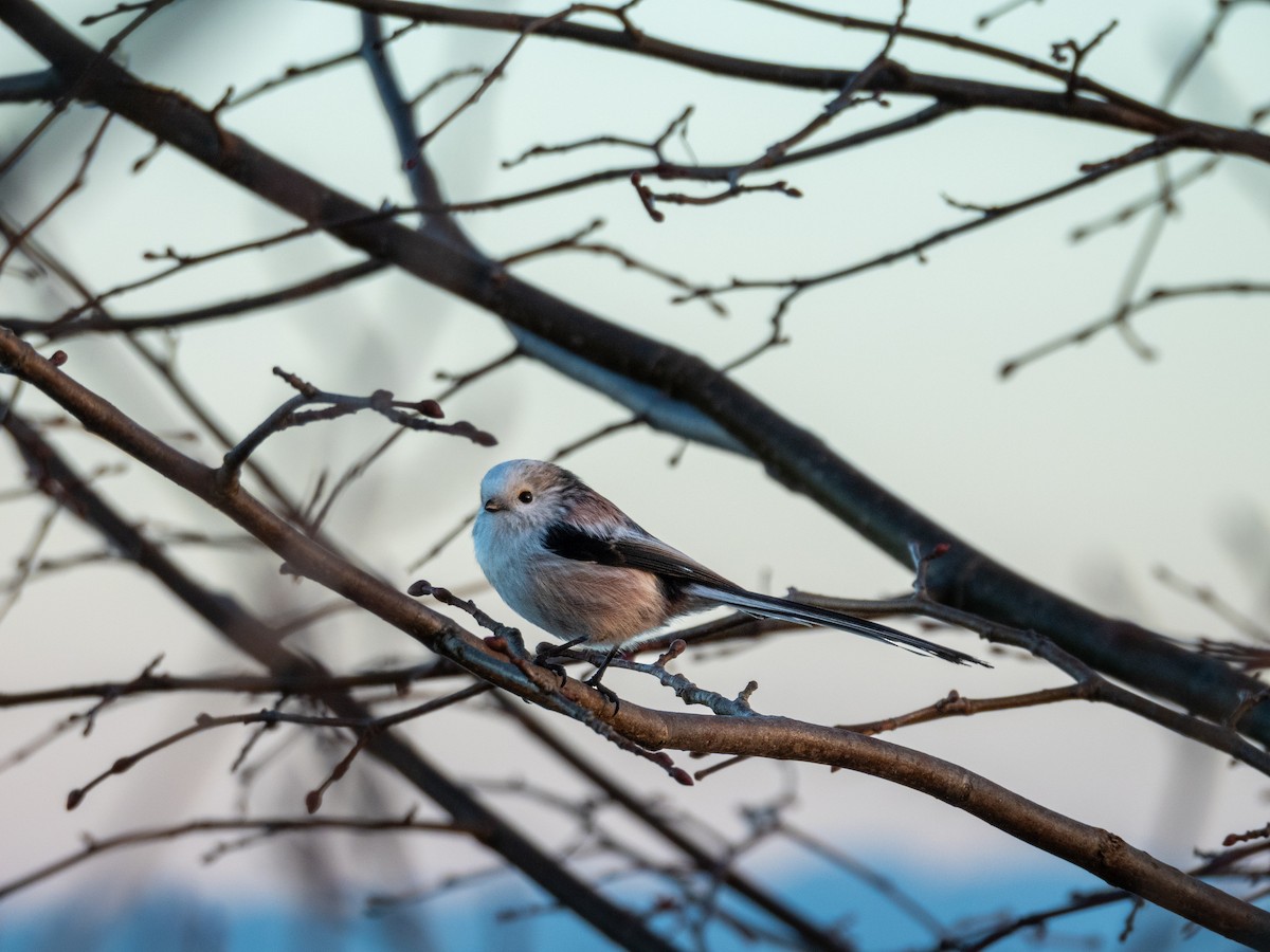 Long-tailed Tit - ML646169932