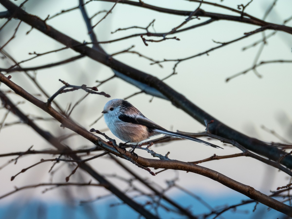 Long-tailed Tit - ML646169933
