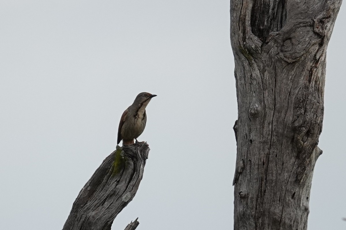 Collared Palm-Thrush - ML646169935