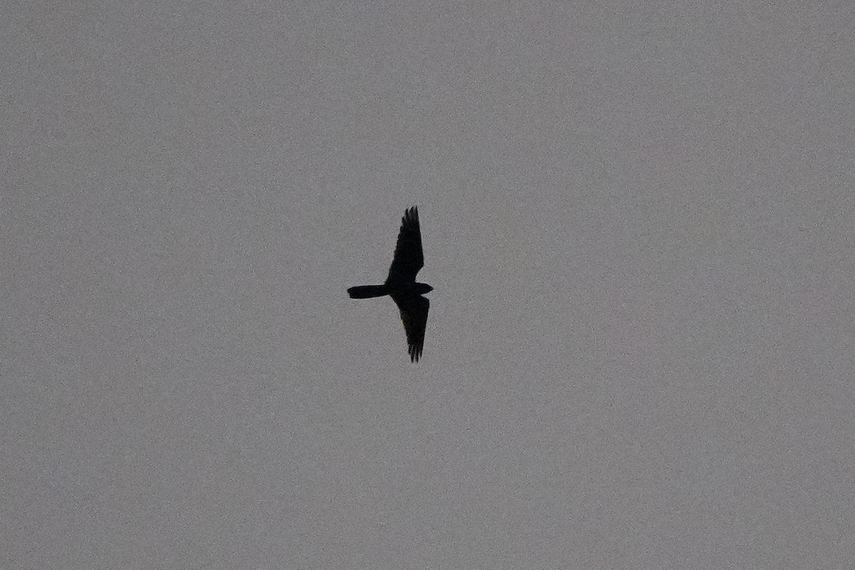 Great Eared-Nightjar - ML646169937