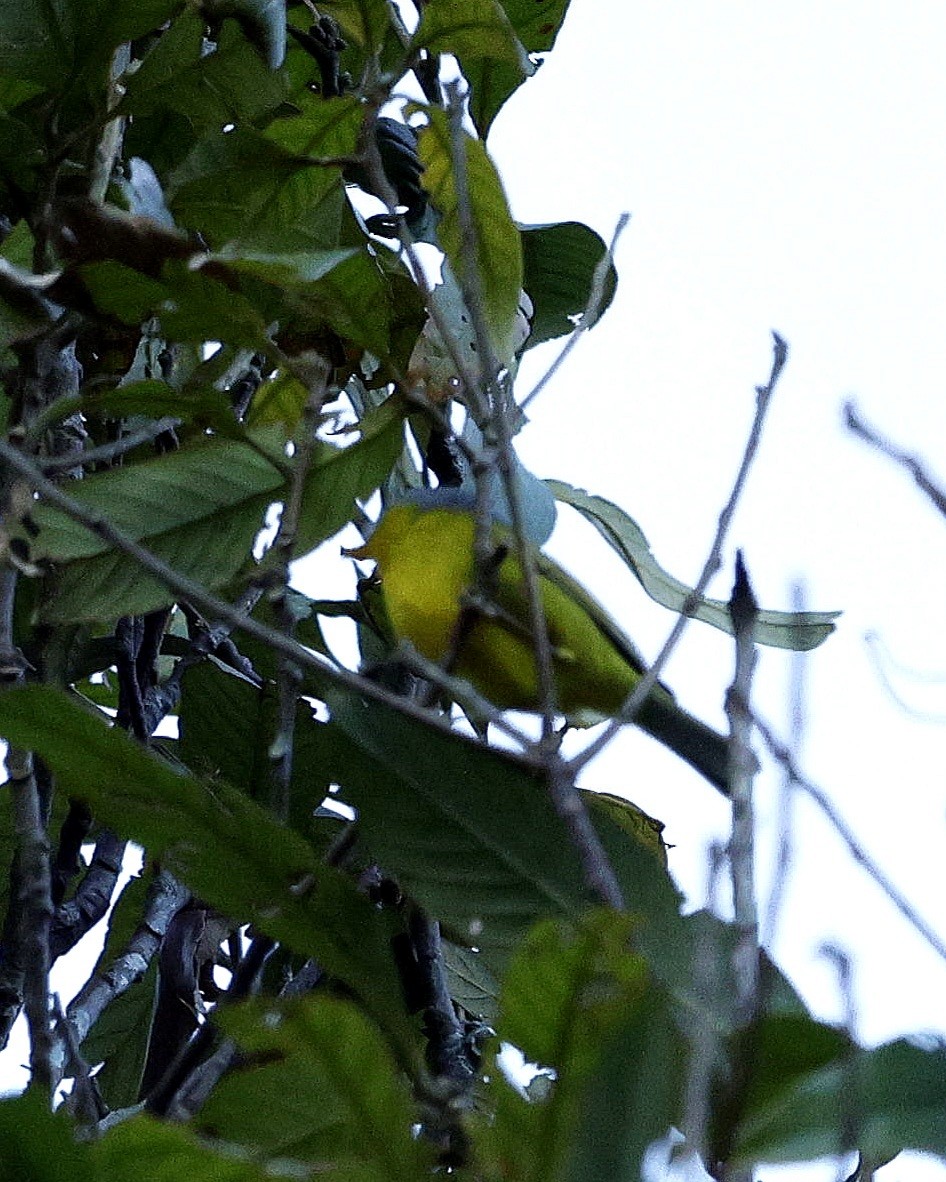 Gray-hooded Warbler - ML646169938