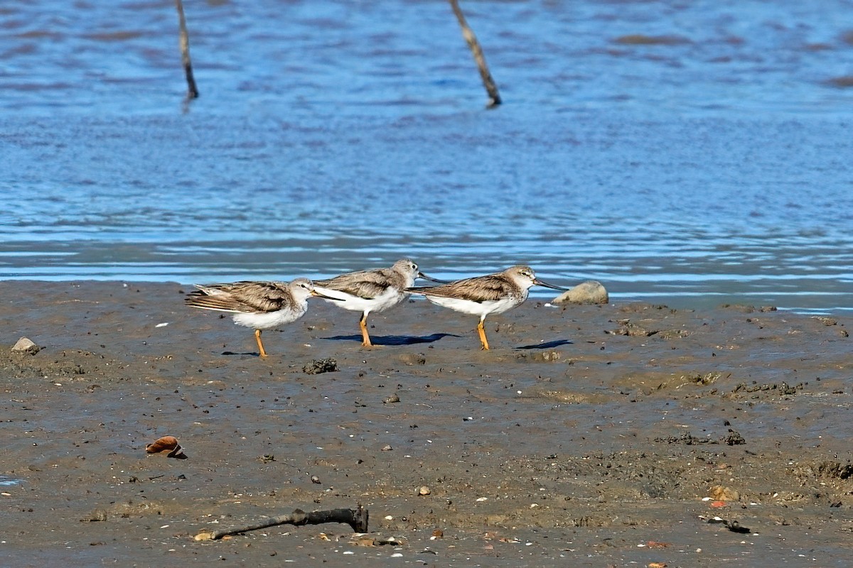 Terek Sandpiper - ML646169946