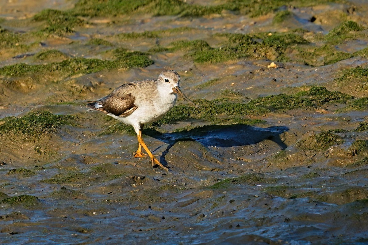 Terek Sandpiper - ML646169950