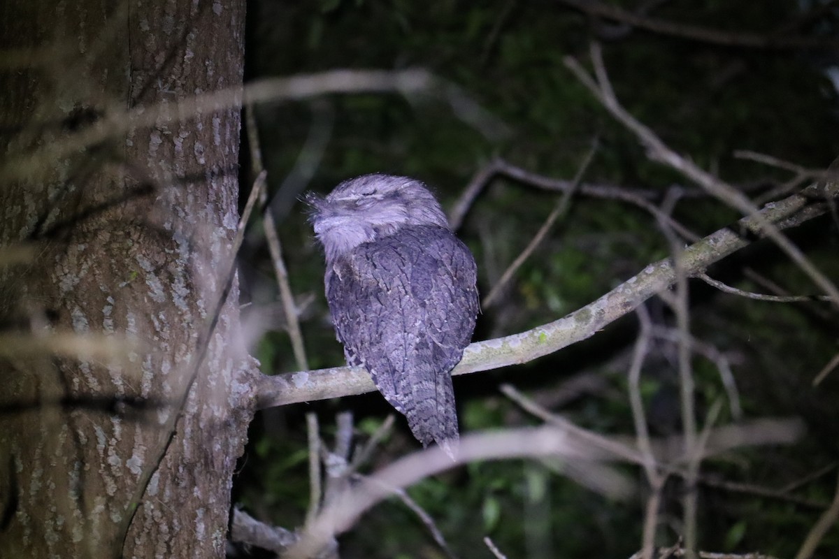 Tawny Frogmouth - ML646169958