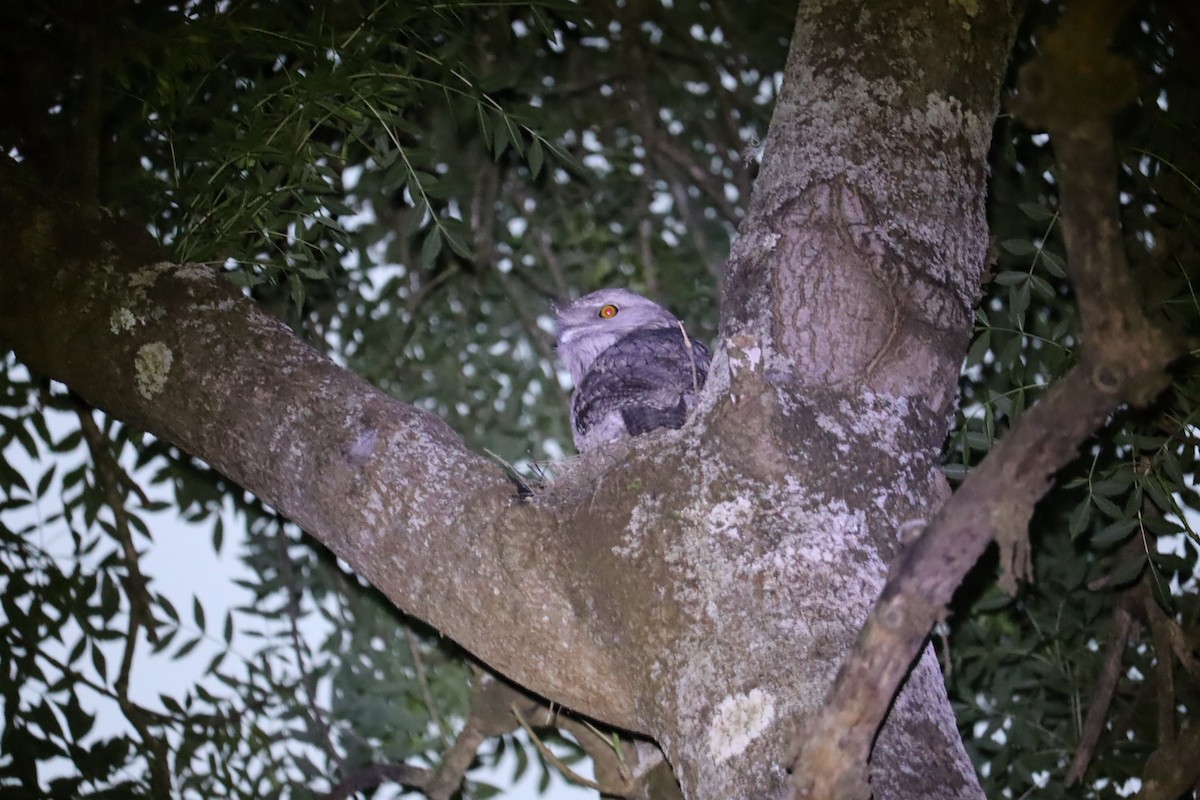 Tawny Frogmouth - ML646169959