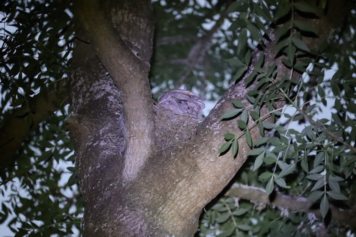 Tawny Frogmouth - ML646169960