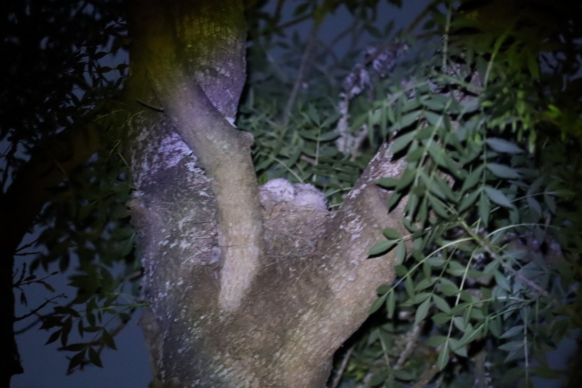 Tawny Frogmouth - ML646169961