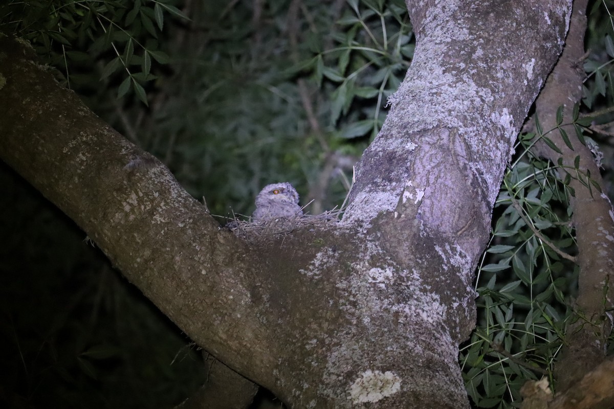 Tawny Frogmouth - ML646169962