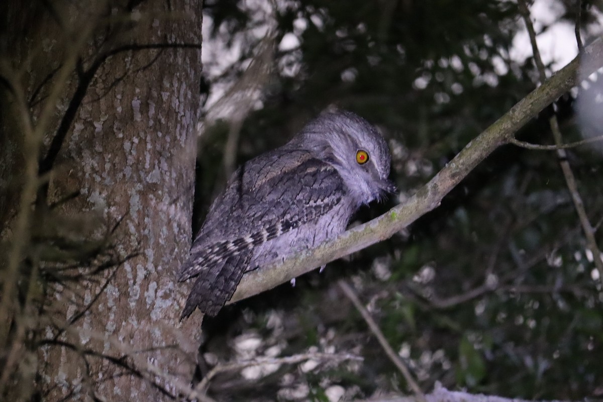 Tawny Frogmouth - ML646169963