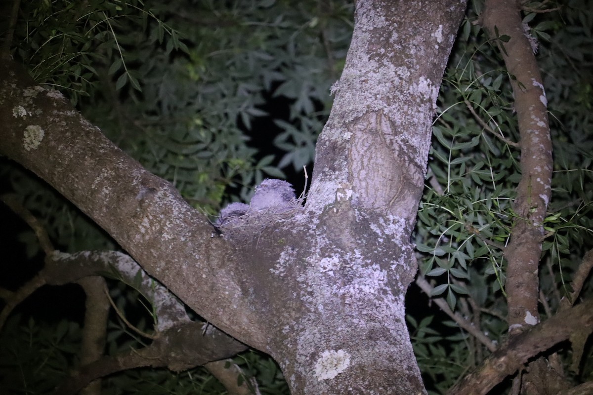 Tawny Frogmouth - ML646169964