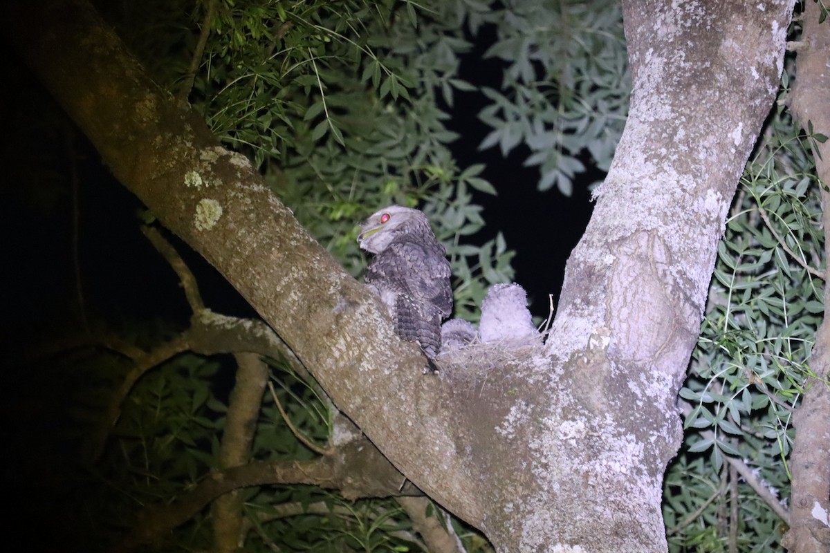 Tawny Frogmouth - ML646169965