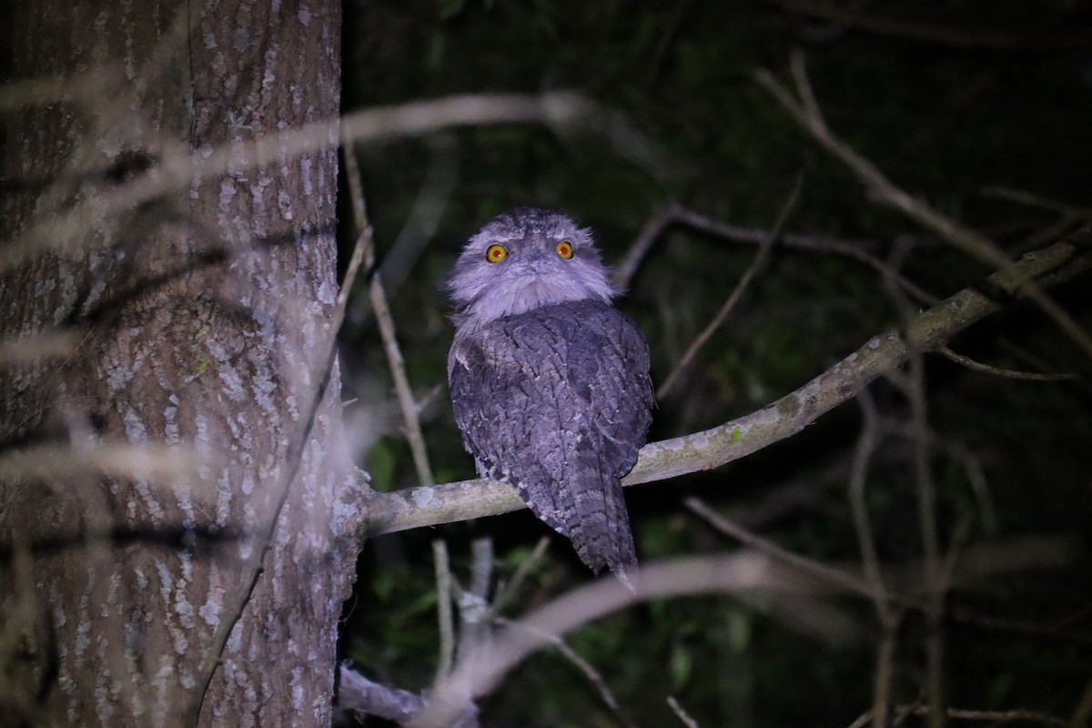 Tawny Frogmouth - ML646169966