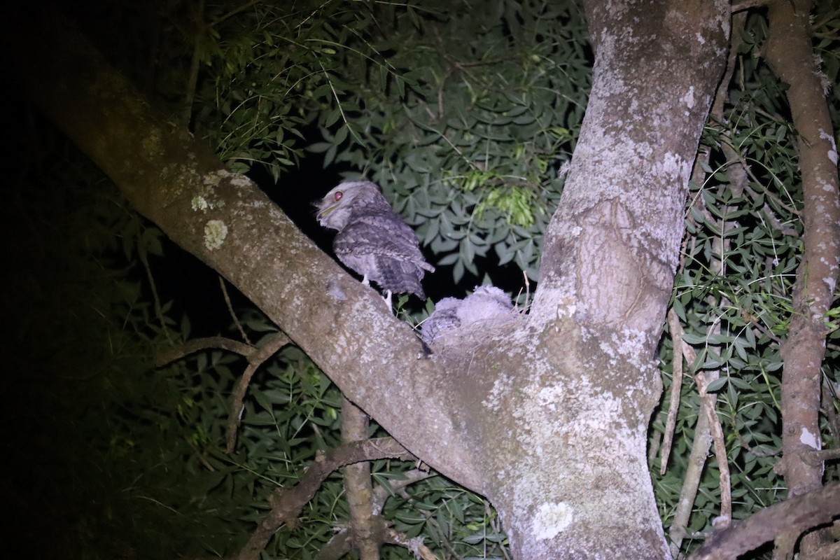 Tawny Frogmouth - ML646169967