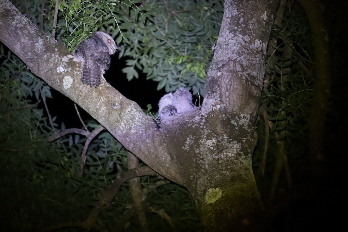 Tawny Frogmouth - ML646169968