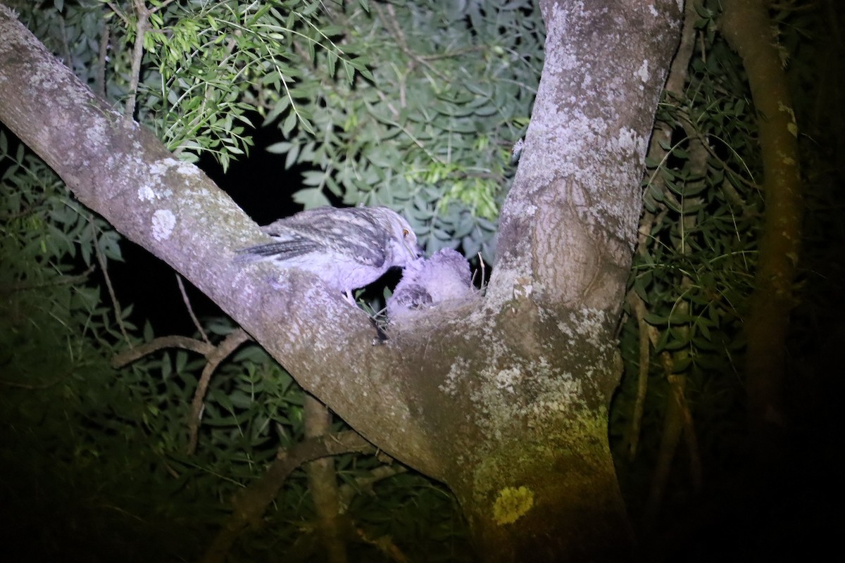 Tawny Frogmouth - ML646169969