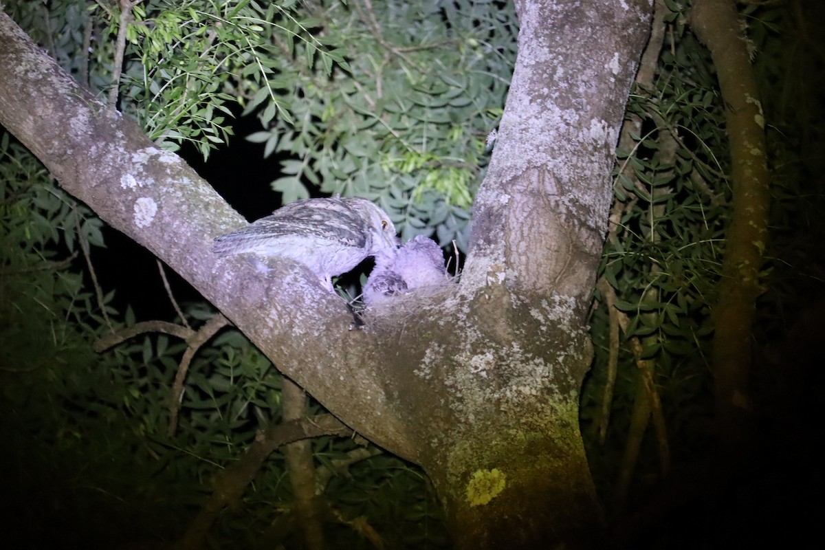 Tawny Frogmouth - ML646169970