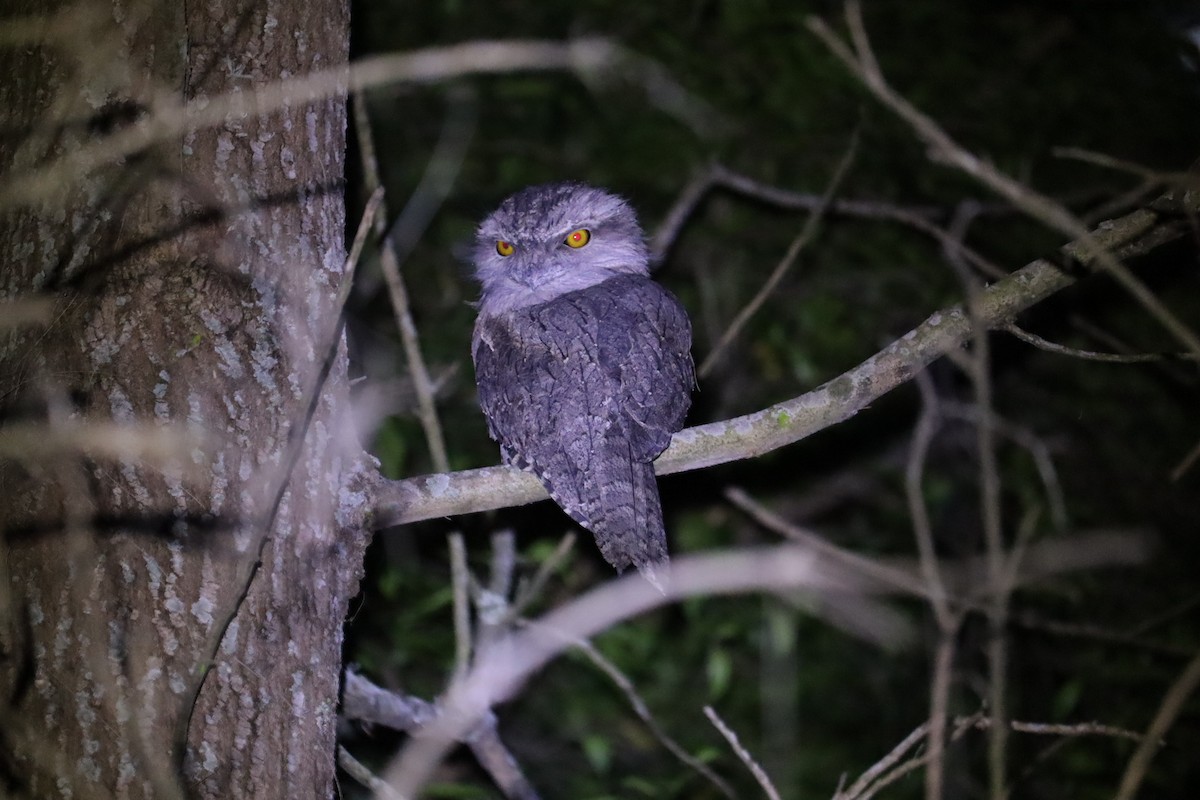 Tawny Frogmouth - ML646169971