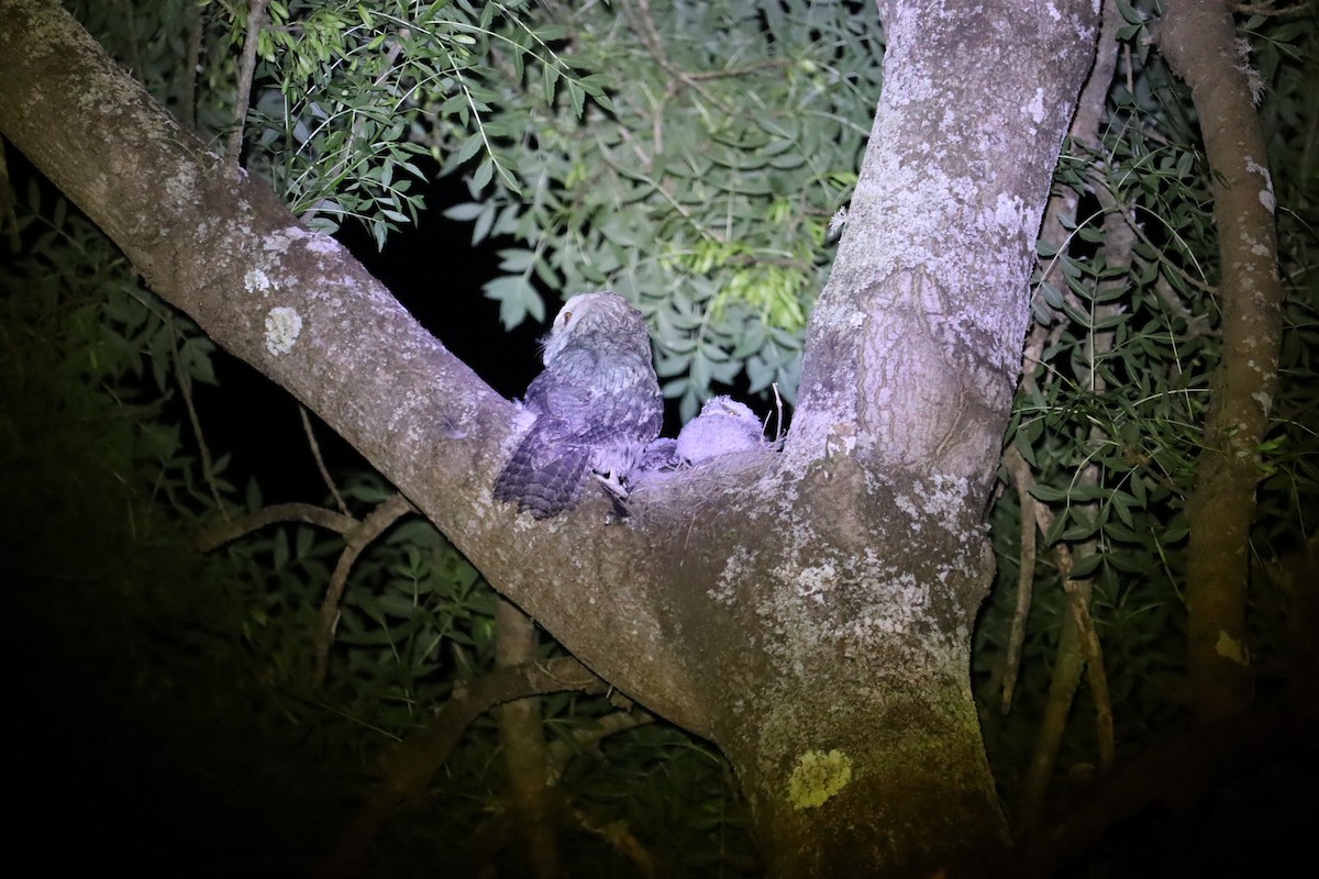 Tawny Frogmouth - ML646169972