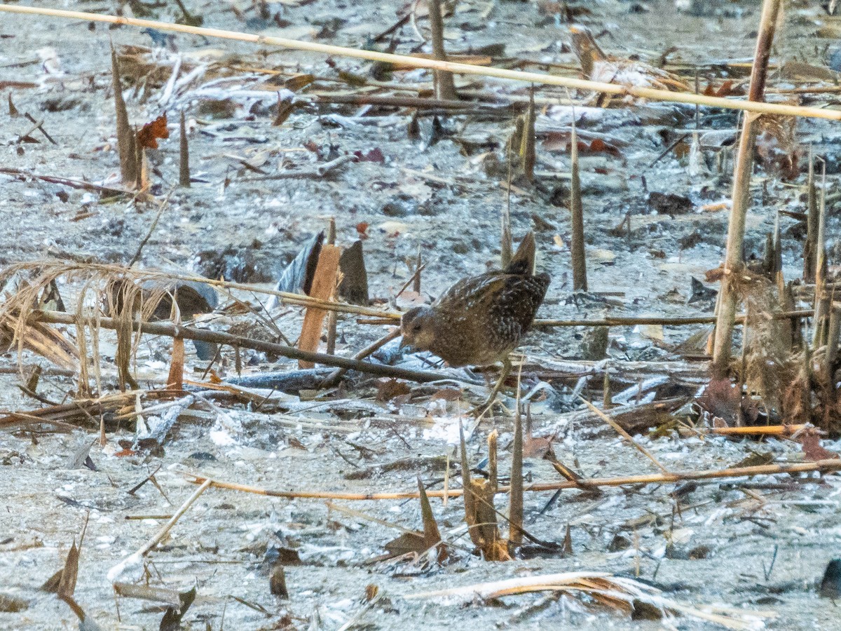 Spotted Crake - ML646169973