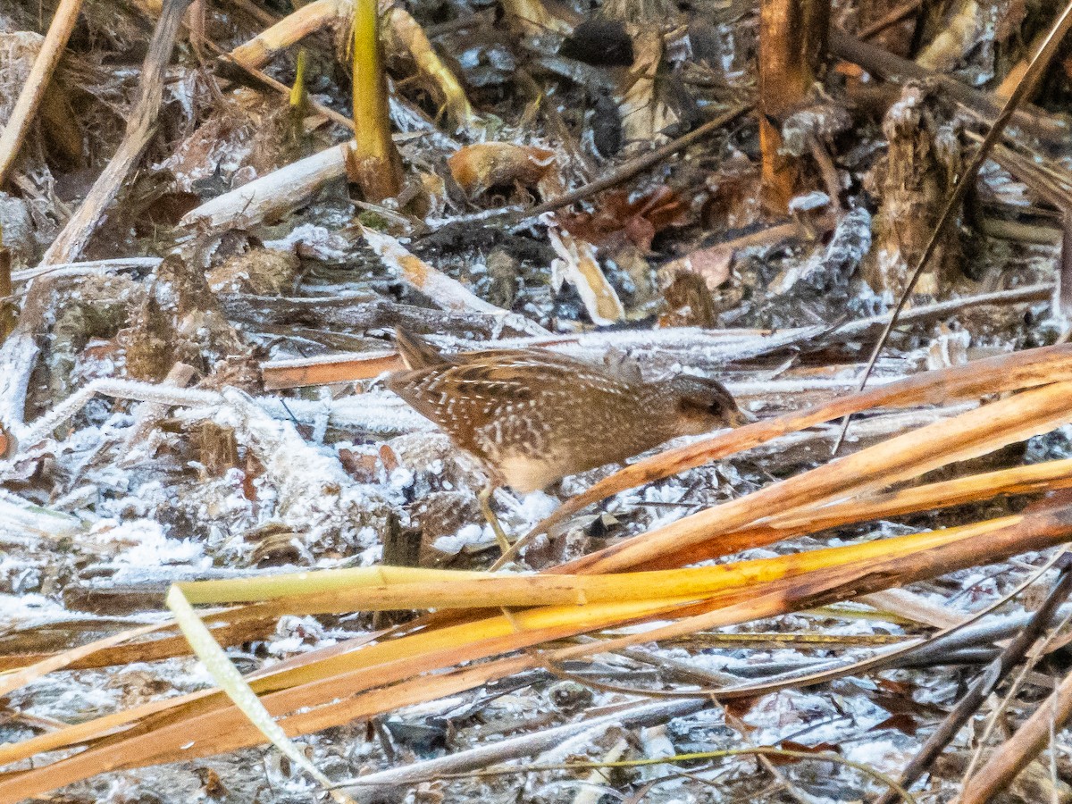 Spotted Crake - ML646169974