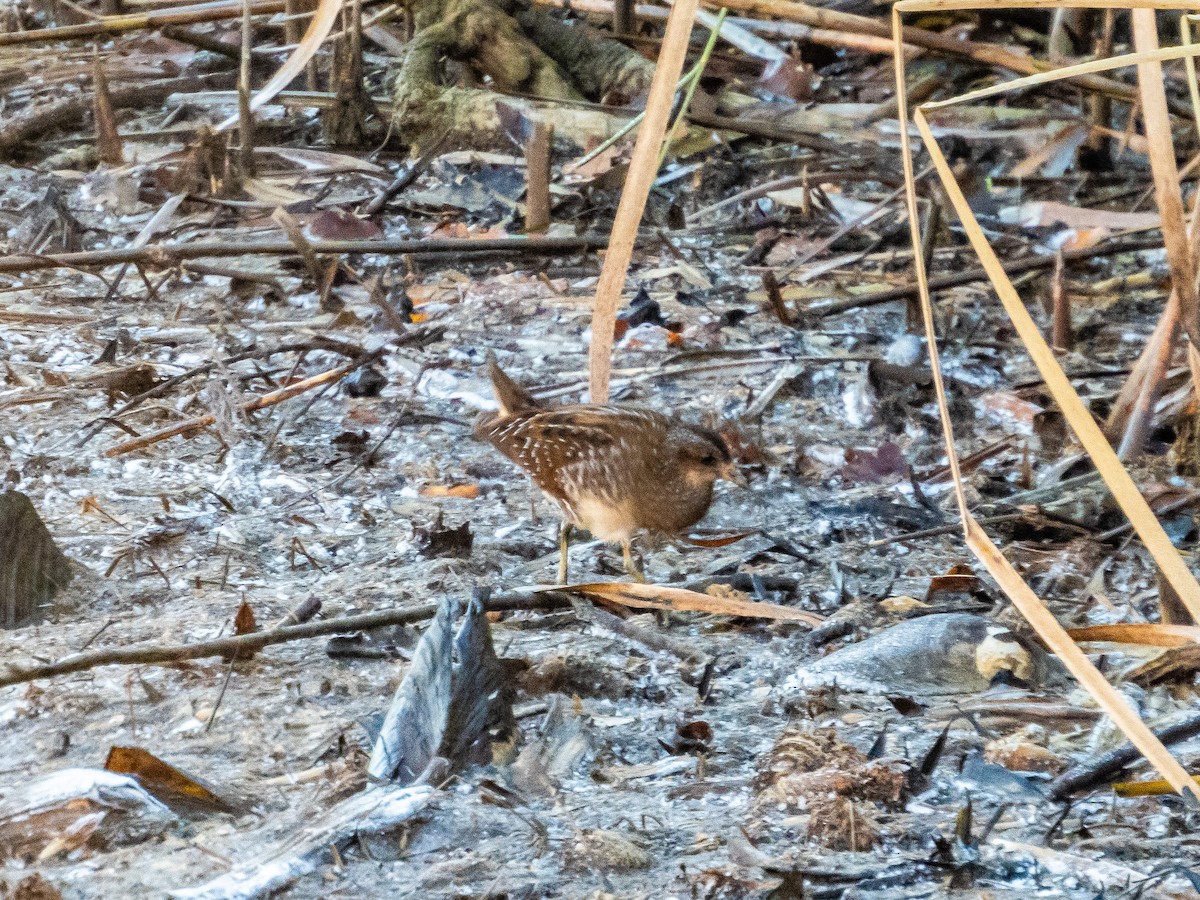 Spotted Crake - ML646169975