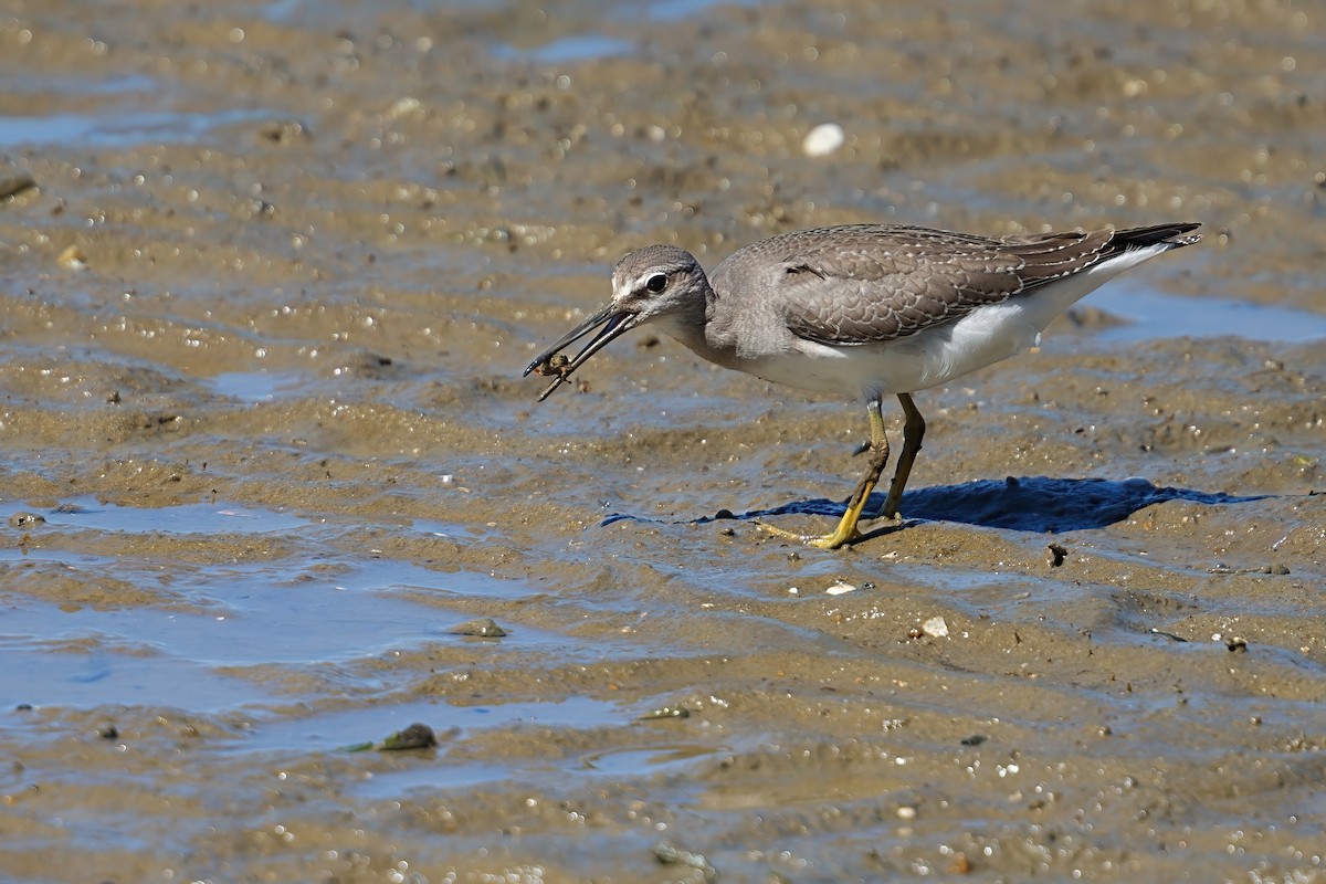 黃足鷸 - ML646169976