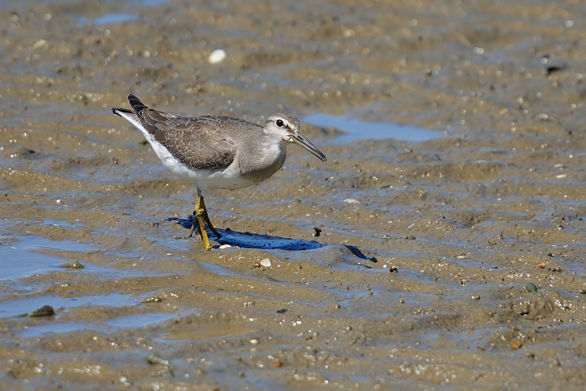 黃足鷸 - ML646169977
