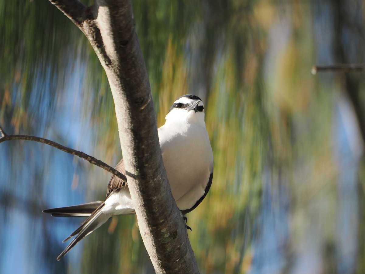 Bridled Tern - ML646169982