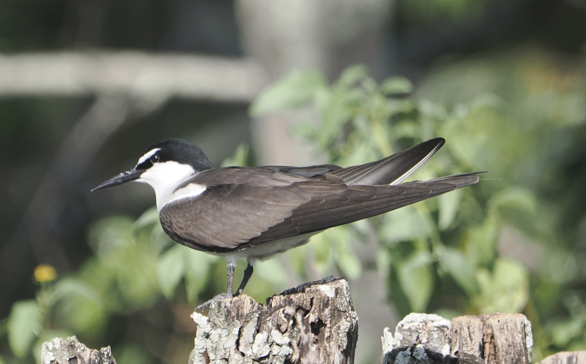 Bridled Tern - ML646169991