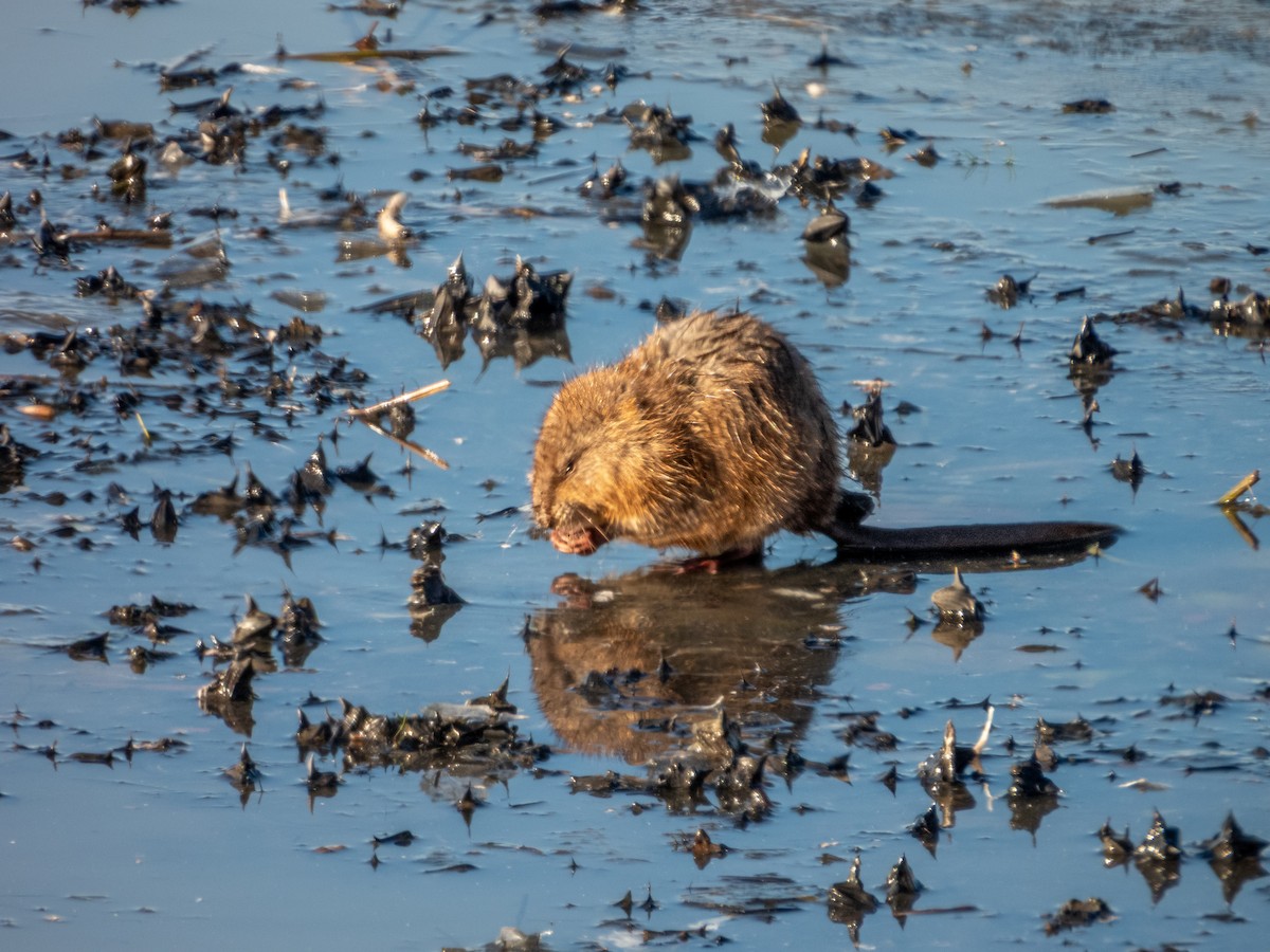 Animals - ML646169993