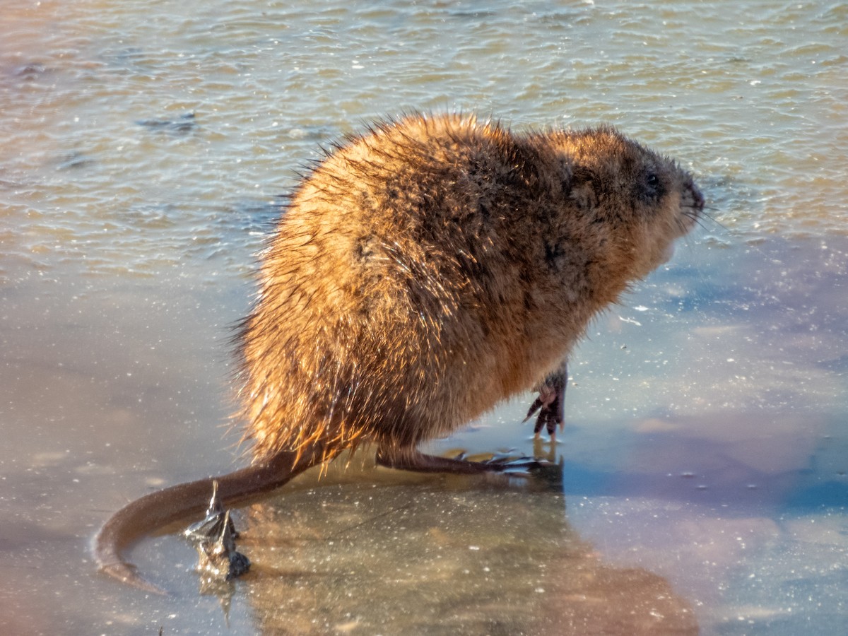 Animals - ML646169994