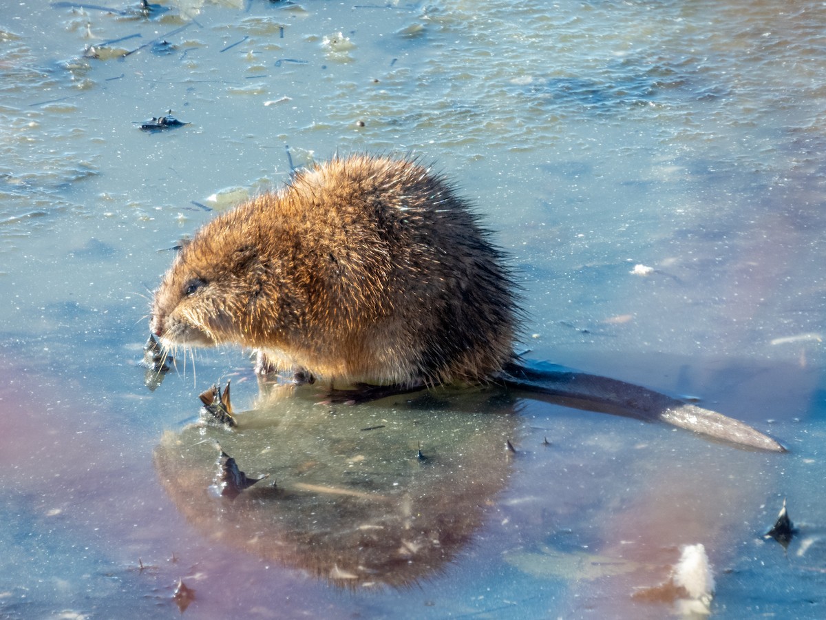 Animals - ML646169995