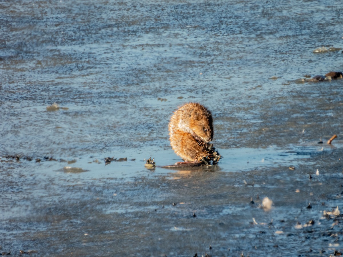 Animals - ML646169996