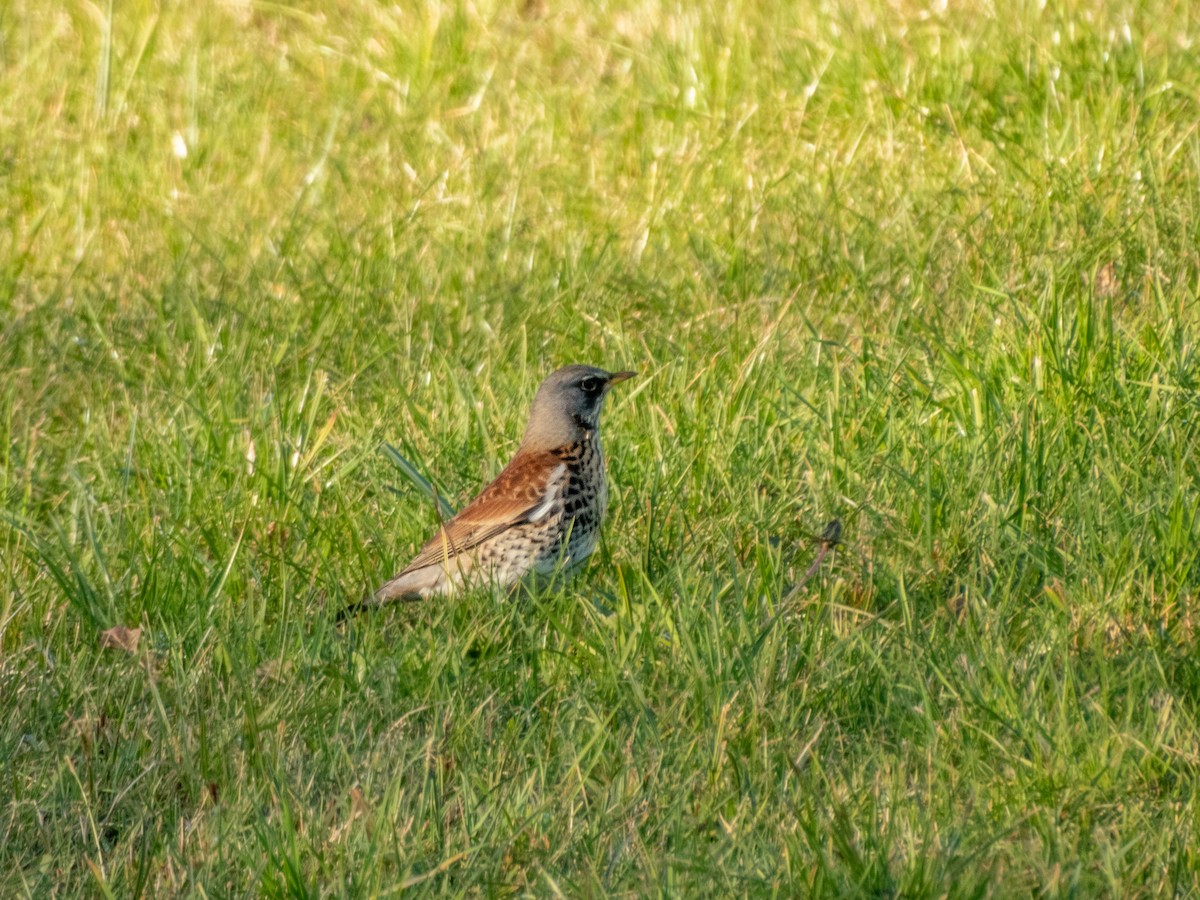 Fieldfare - ML646170000