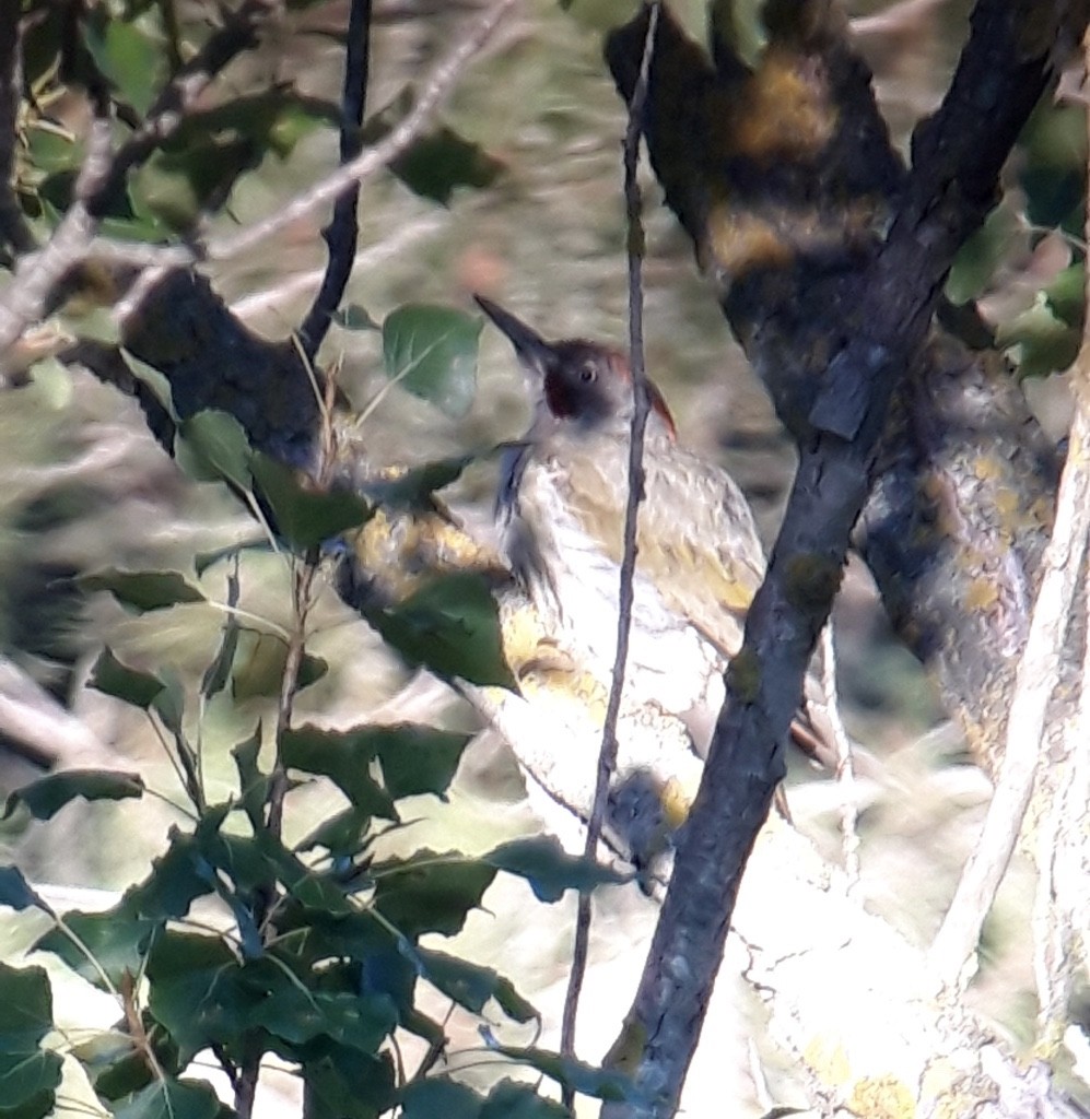 Iberian Green Woodpecker - ML646170001
