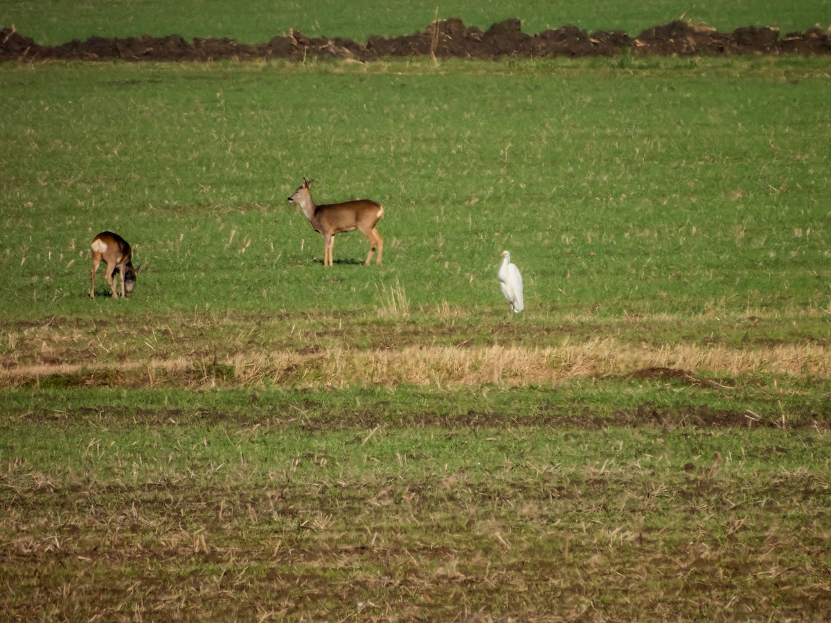 Animals - ML646170015