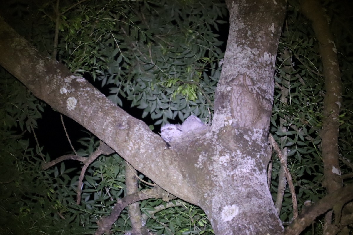 Tawny Frogmouth - ML646170018