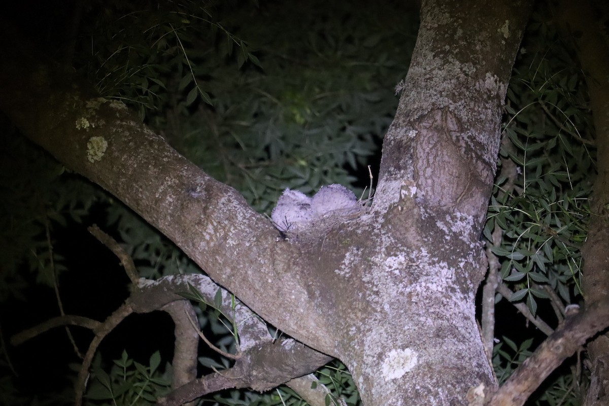 Tawny Frogmouth - ML646170020