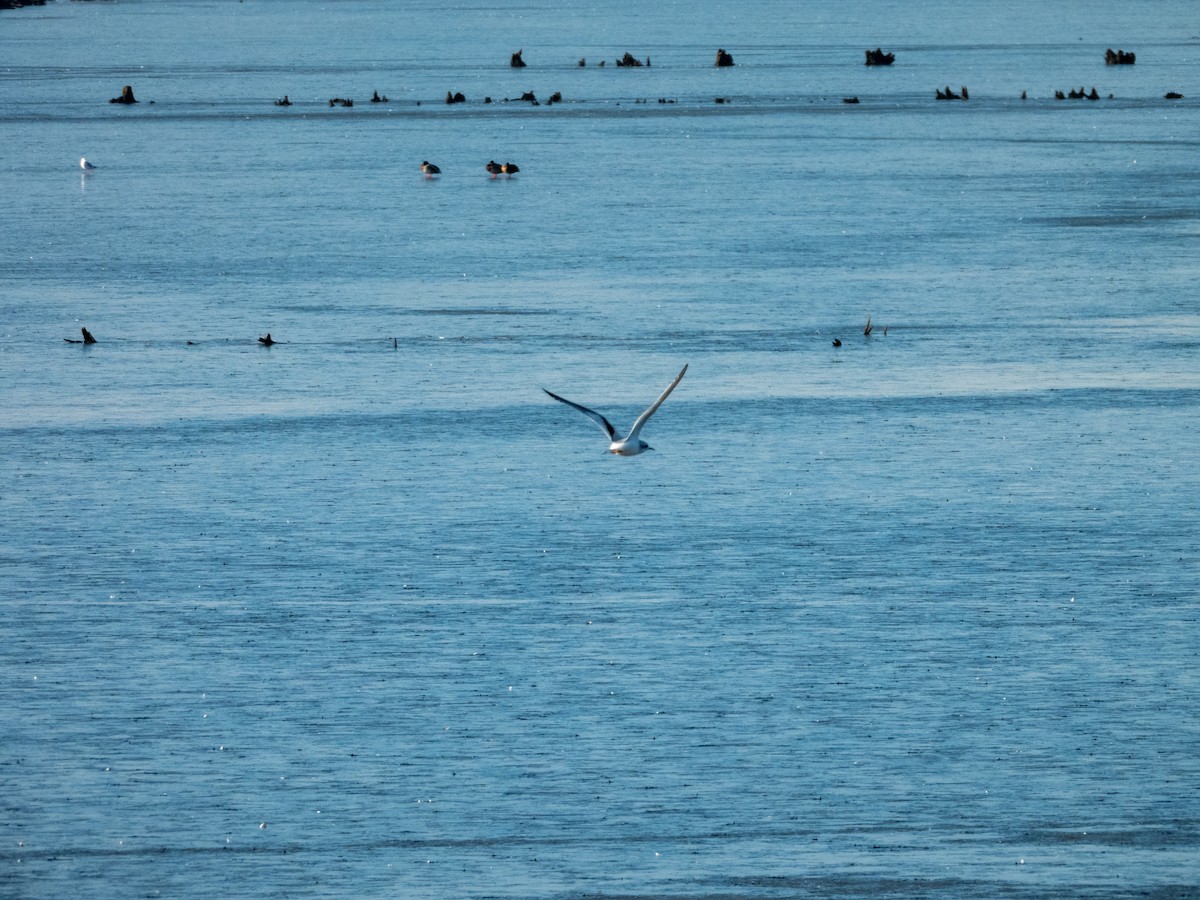 Little Gull - ML646170021