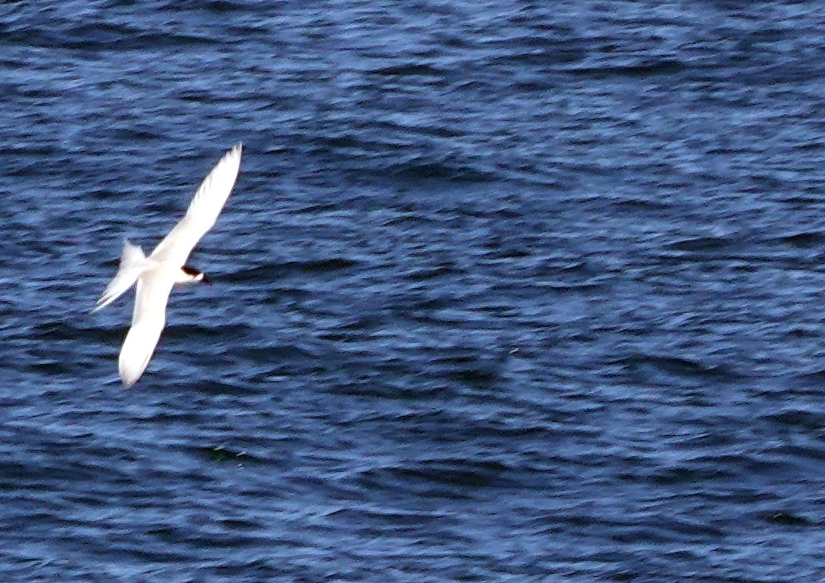 White-fronted Tern - ML646170024