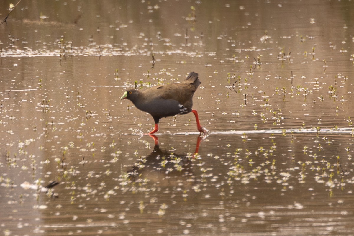 Black-tailed Nativehen - ML646170027