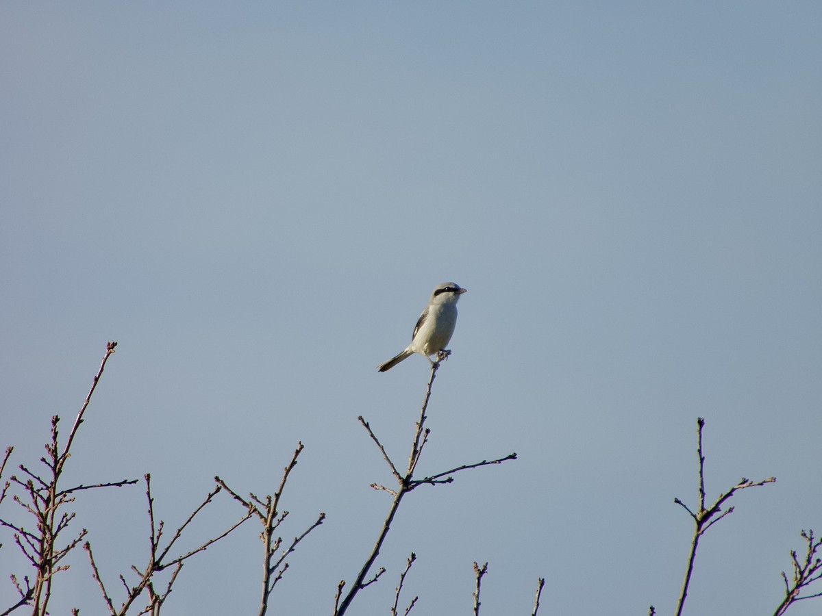 Great Gray Shrike - ML646170028