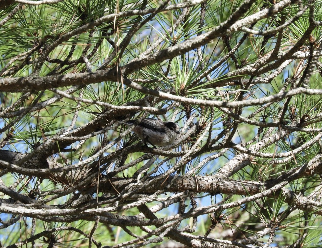 Long-tailed Tit - ML646170036
