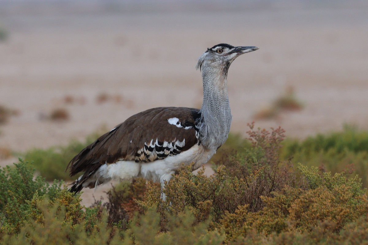 Kori Toyu - ML646170038