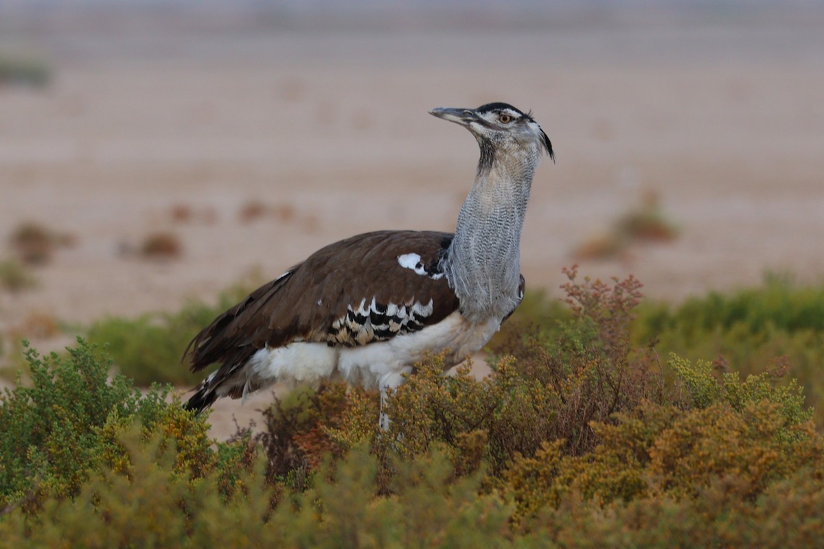 Kori Toyu - ML646170039